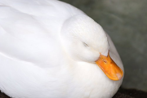 白いアヒルがスヤァと寝ている姿 オレンジ色のくちばしで静かに休む