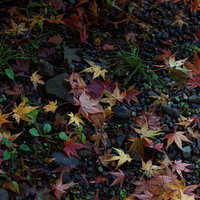 黄色やオレンジの落ち葉が小石や草の上に散らばる晩秋の地面の写真