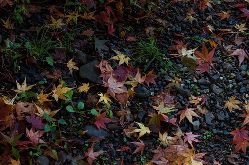 黄色やオレンジの落ち葉が小石や草の上に散らばる晩秋の地面