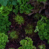 ガーデンレタスとパセリの野菜畑の家庭菜園風景の写真
