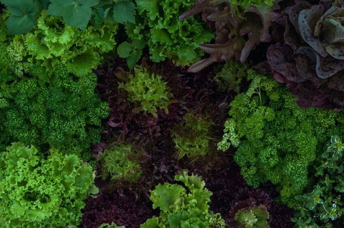 ガーデンレタスとパセリの野菜畑の家庭菜園風景