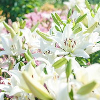 花開く百合と蕾が並ぶ夏の花畑の写真