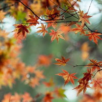 ぼけた背景にオレンジや赤に色変わりするカエデの葉の接写の写真