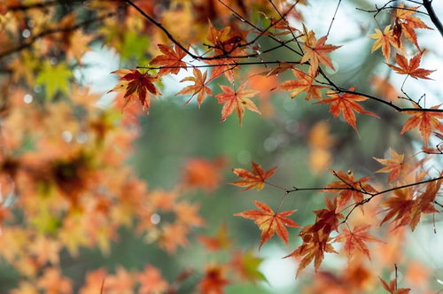 ぼけた背景にオレンジや赤に色変わりするカエデの葉の接写