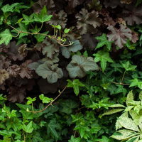 庭に密集するカラーリーフの寄せ植えの写真