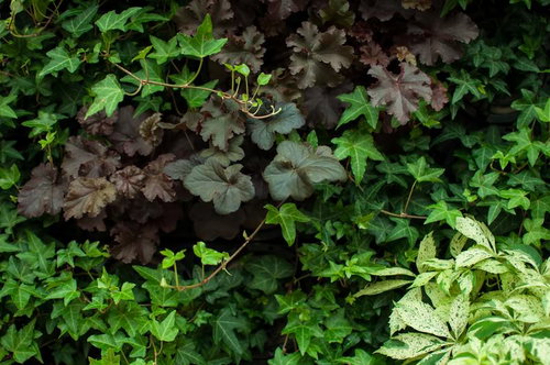 庭に密集するカラーリーフの寄せ植え