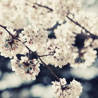 風に踊る桜の花房 春の開花時期の白と淡紅色の花の写真