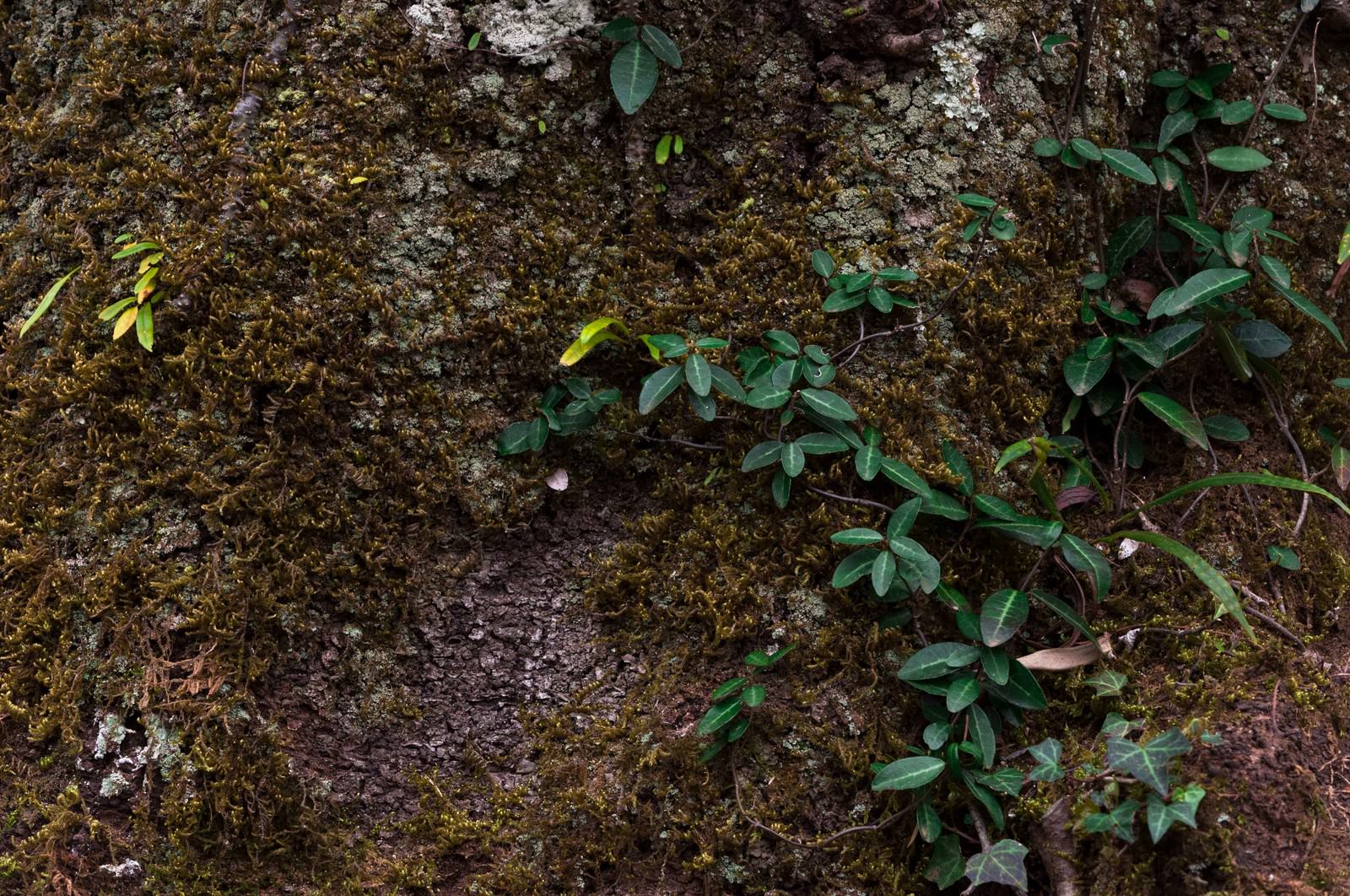 苔に覆われた樹の幹と這う緑の植物