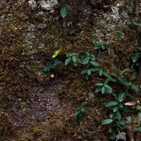 苔に覆われた樹の幹と緑の植物の写真