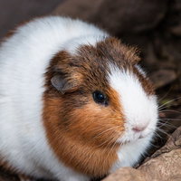 茶白模様のまんまるモルモット、動物園の小動物の写真