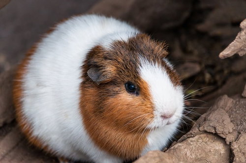 茶白模様のまんまるモルモット、動物園の小動物
