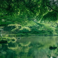 成田山の竜智の池、モミジの木陰に映える景観の写真
