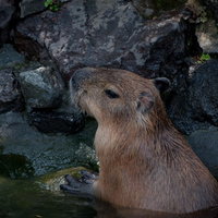 苔むした暗い岩場の水に浸かるカピバラの頭と背中の写真