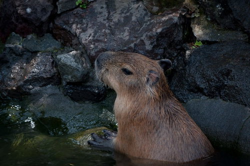 苔むした暗い岩場の水に浸かるカピバラの頭と背中