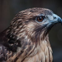 ノスリの横顔をアップで捉えた野鳥の生態の写真