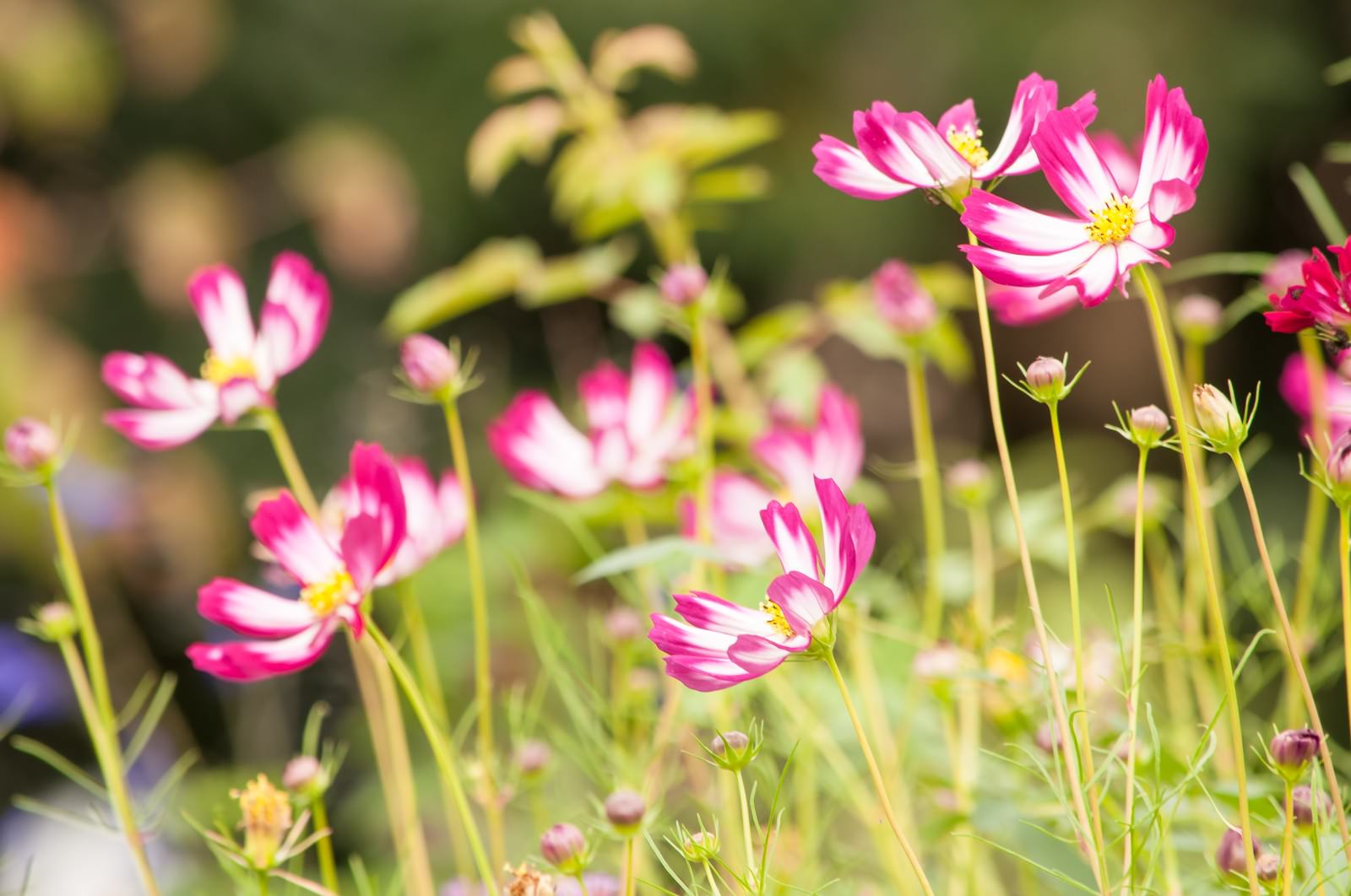ピンクと白のコスモスが咲く秋の花畑。緑の茎とつぼみが見える。