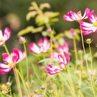 ピンクと白のコスモスが咲き誇る秋の花畑風景の写真