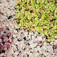 緑から紫へグラデーションするひしめくシンビジュームの花の写真