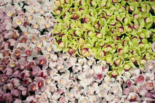 緑から紫へグラデーションするひしめくシンビジュームの花