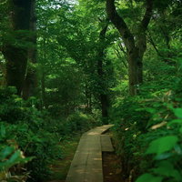 高尾山の山道の写真