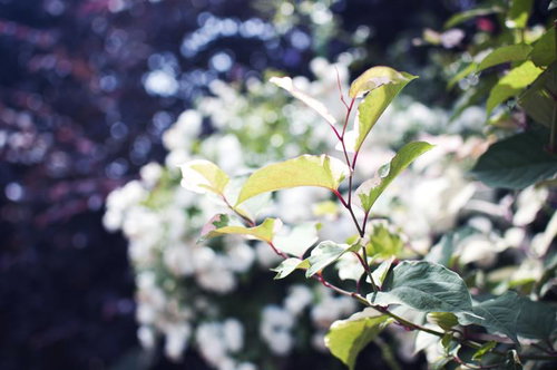 新緑の季節に感じるいのちの葉