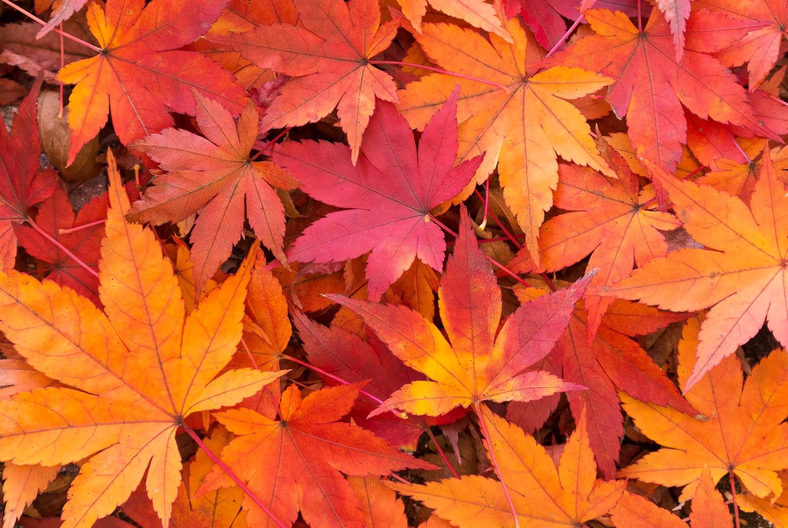 Overhead flat-lay of overlapping maple leaves in red, orange, yellow, and pink, with clearly visible leaf veins filling the entire frame.