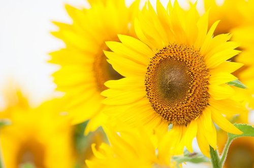 正面を向いた黄色い花びらの大輪ヒマワリ