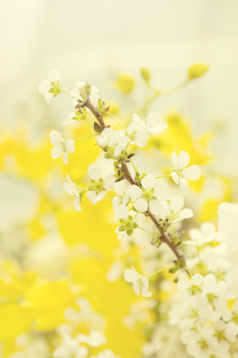 白い雪柳の花が咲く春の枝。背景には黄色い花がぼけている。