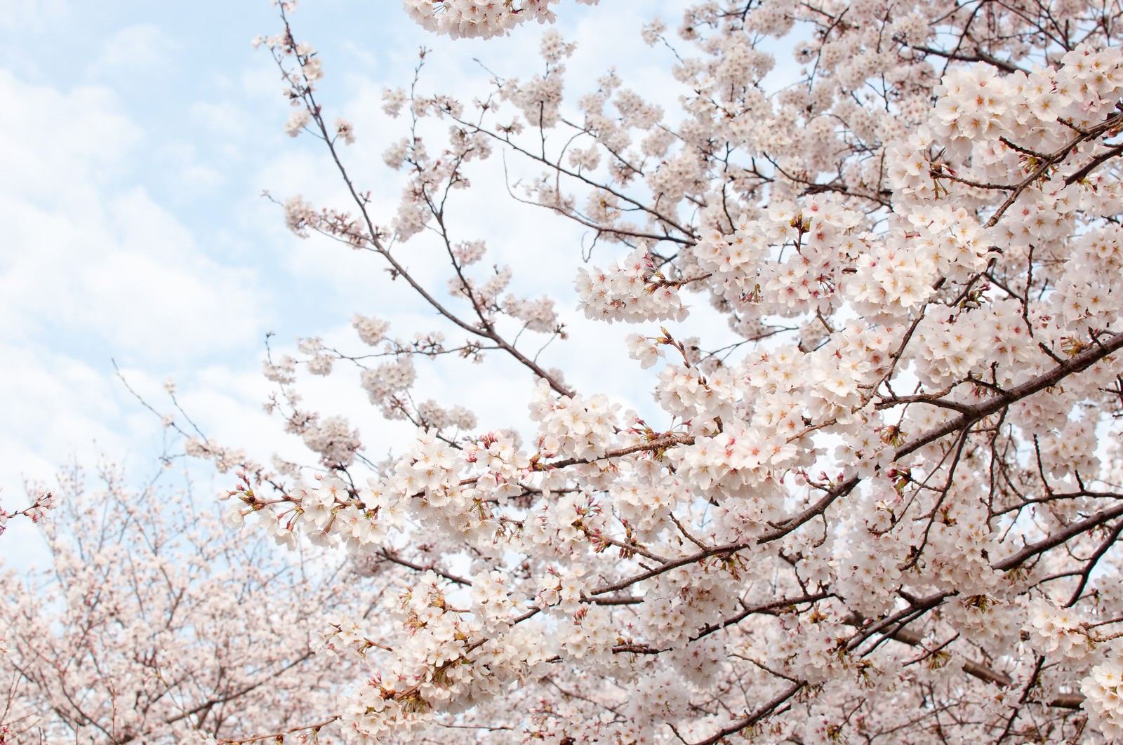 満開に咲く桜の花。白と淡紅色の花が枝いっぱいに咲いている