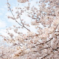 下から見上げた満開の桜と青空の写真