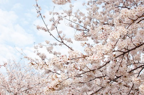 下から見上げた満開の桜と青空