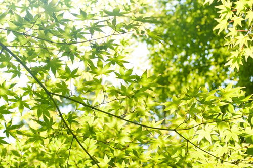 光に透ける新緑のカエデの若葉