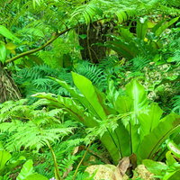 熱帯の森の地面に茂るシダや広葉植物の写真