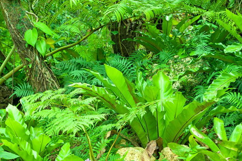 熱帯の森の地面に茂るシダや広葉植物