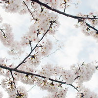 空を背景に咲くソメイヨシノの白い花の写真
