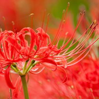 巾着田の彼岸花（曼珠沙華）群生の写真