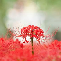 埼玉県巾着田に咲く真っ赤な彼岸花の群生の写真