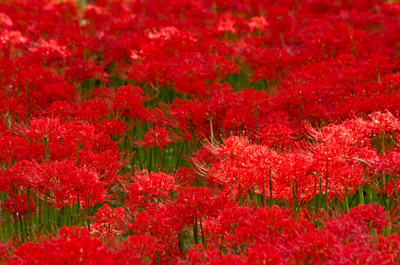 赤い彼岸花が群生する花畑。細い緑の茎に放射状に開いた赤い花弁が密集している