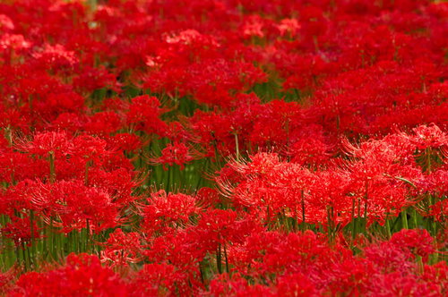 赤い彼岸花が群生する花畑のテクスチャー
