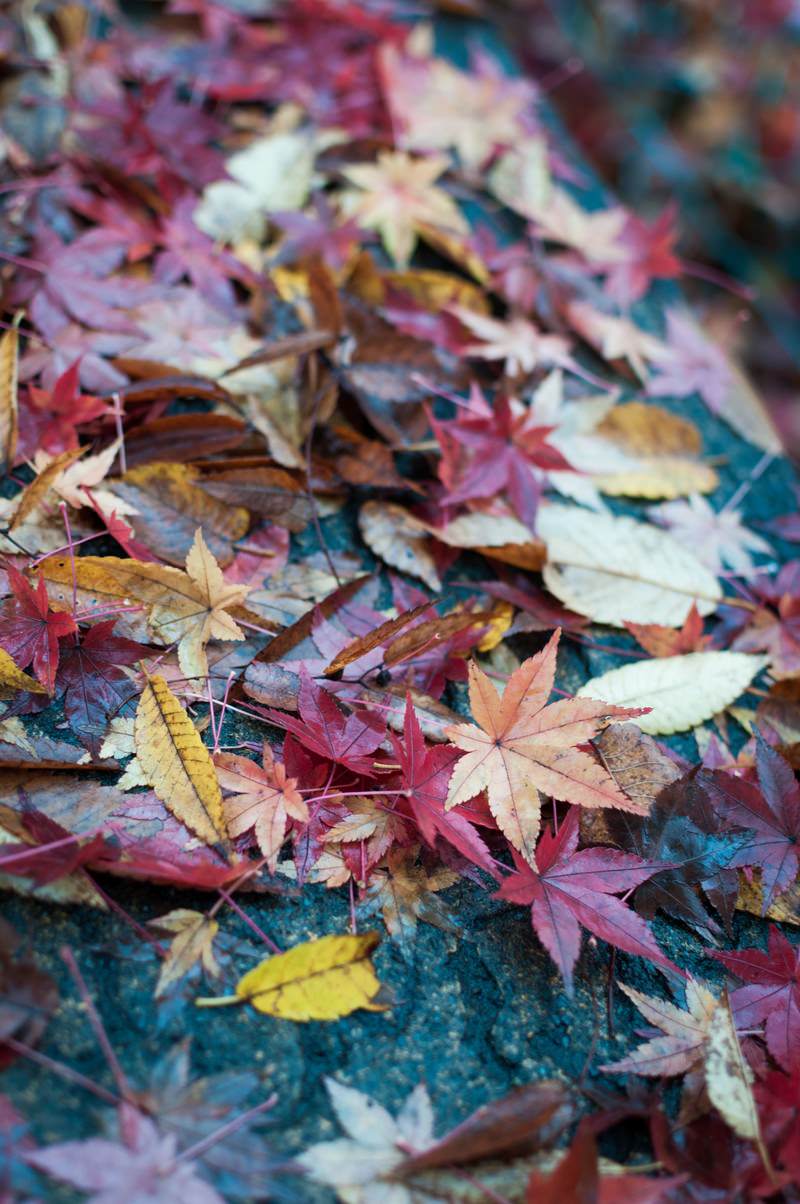 青緑の地面に散らばる秋のもみじの落ち葉