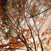霧がかった森で赤やオレンジに色づく紅葉の木々の枝葉の写真