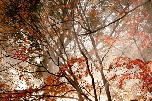 霧がかった森で赤やオレンジに色づく紅葉の木々の枝葉