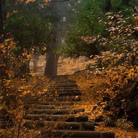霧がかった森の中の紅葉に囲まれた木製の階段の写真