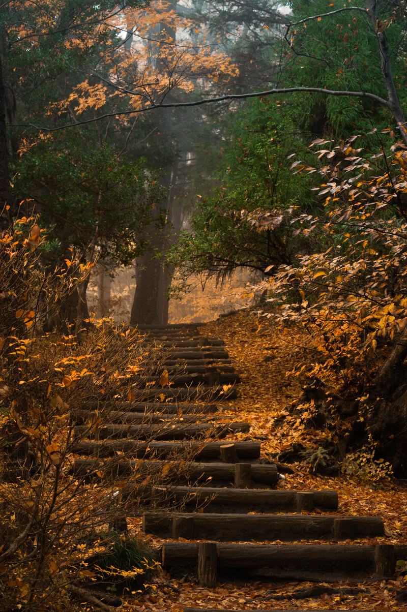 霧がかった森の中の紅葉に囲まれた木製の階段