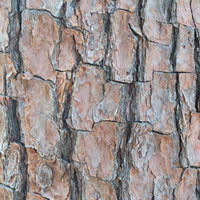 古い木の幹（テクスチャ）のクローズアップの写真