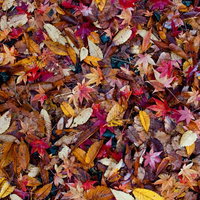 赤やオレンジの色とりどりの秋の落ち葉が重なるテクスチャーの写真