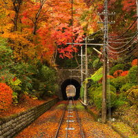 紅葉した木々に囲まれたトンネルに向かう線路と落ち葉の写真
