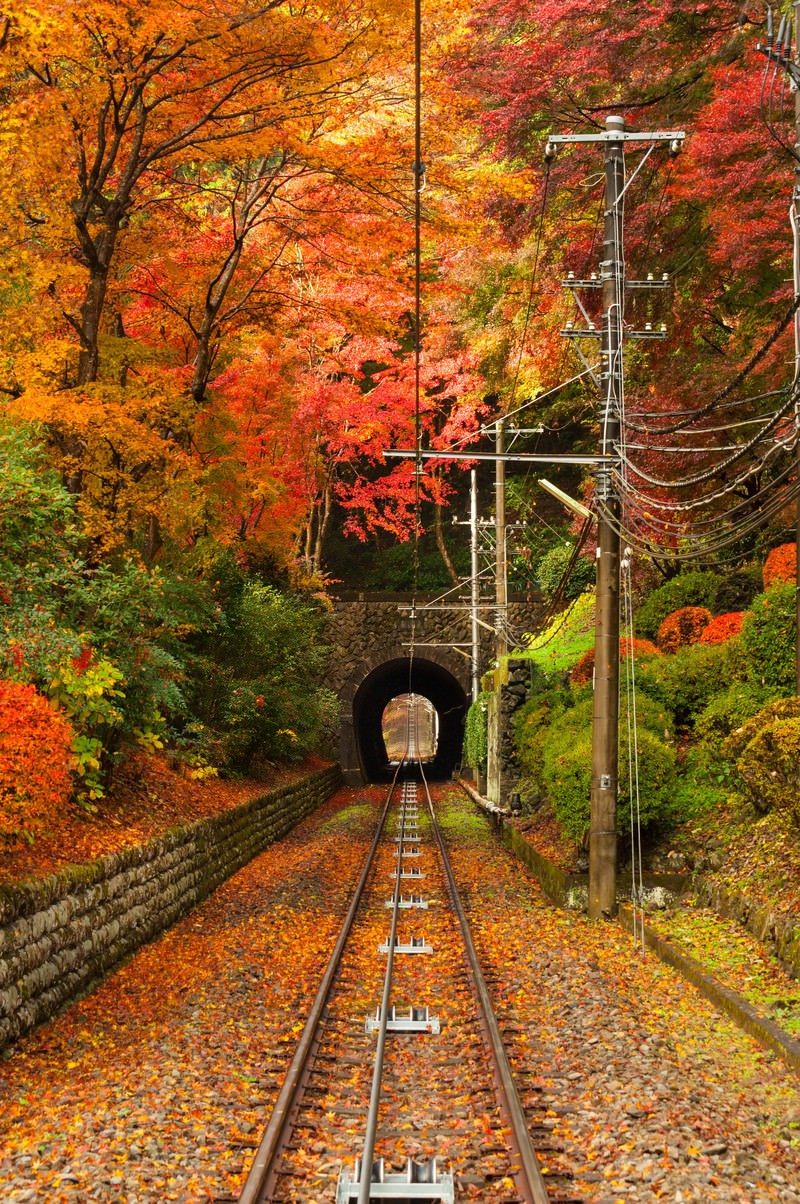 Autumn track to tunnel