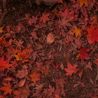 地面を埋める赤やオレンジの紅葉の落ち葉の写真