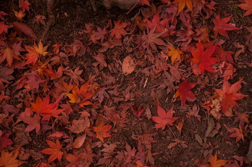 地面を埋める赤やオレンジの紅葉の落ち葉